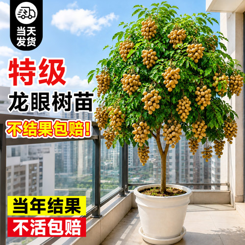 特级龙眼树果苗全国可种当年结果