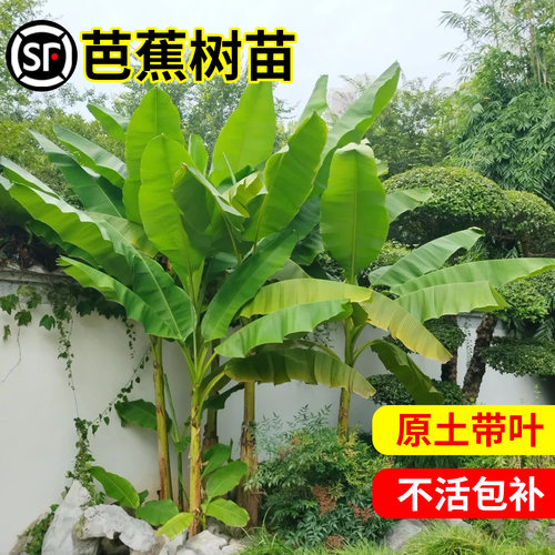 临雅芭蕉树苗四季开花