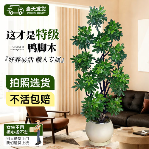 鸭掌木客厅大盆栽四季常青易养护