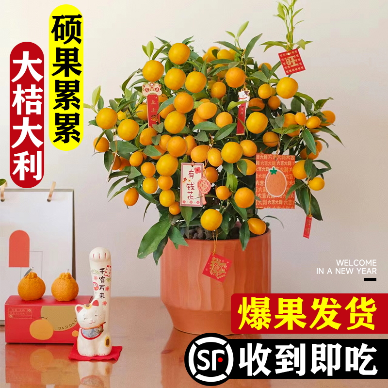 可食用金桔树盆栽多果发纳福聚财