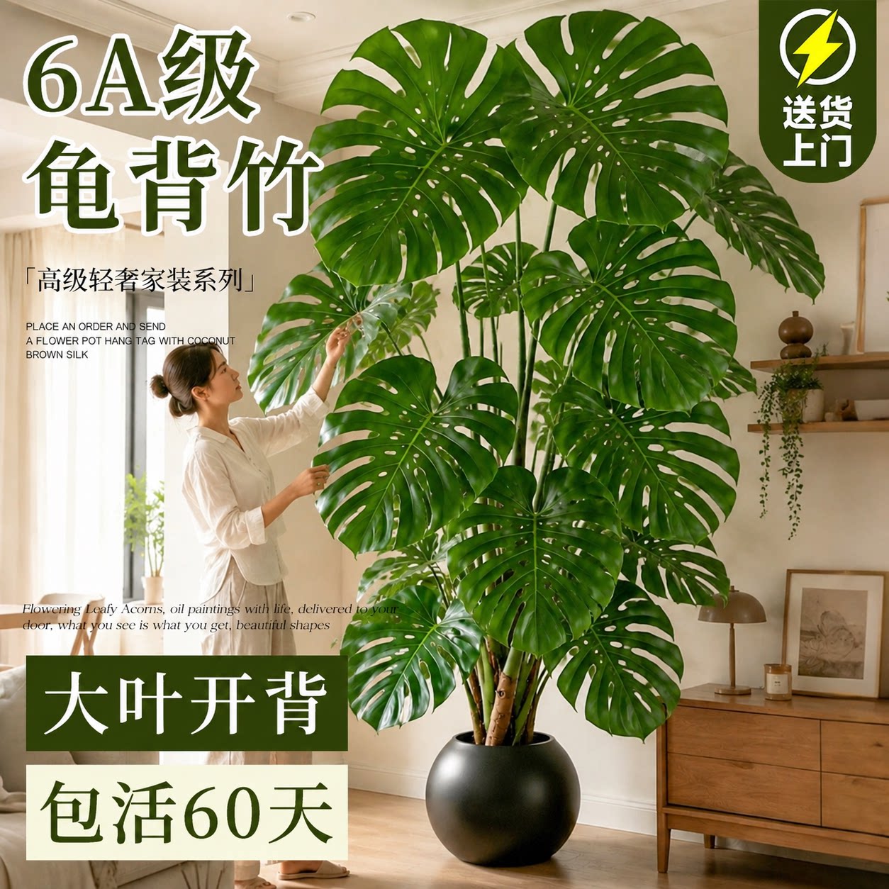 【大叶开背】6A级龟背竹送货上门图片