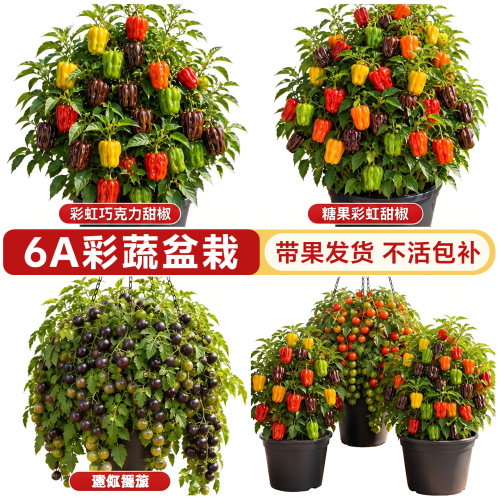 6A特级彩椒番茄盆栽带果发货