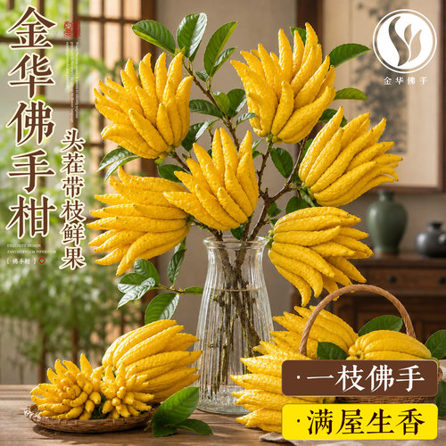 【现摘现发】特级大果佛手柑