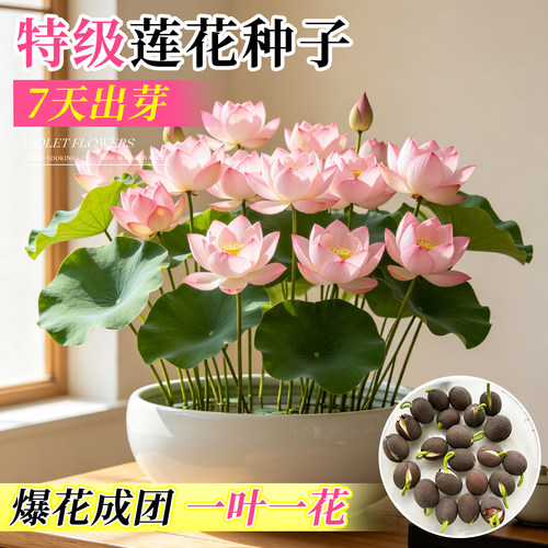 碗莲包活到开花包对版