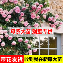 藤本欧月季蔷薇花苗爬藤四季开花卉母系大苗庭院爬墙植物浓香盆栽