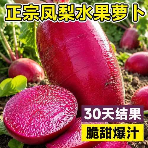 【包发芽】正宗凤梨水果萝卜种子