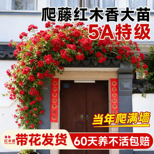 红木香爬藤开花大苗四季鲜花阳台庭院无刺花苗花卉绿植带花苞盆栽