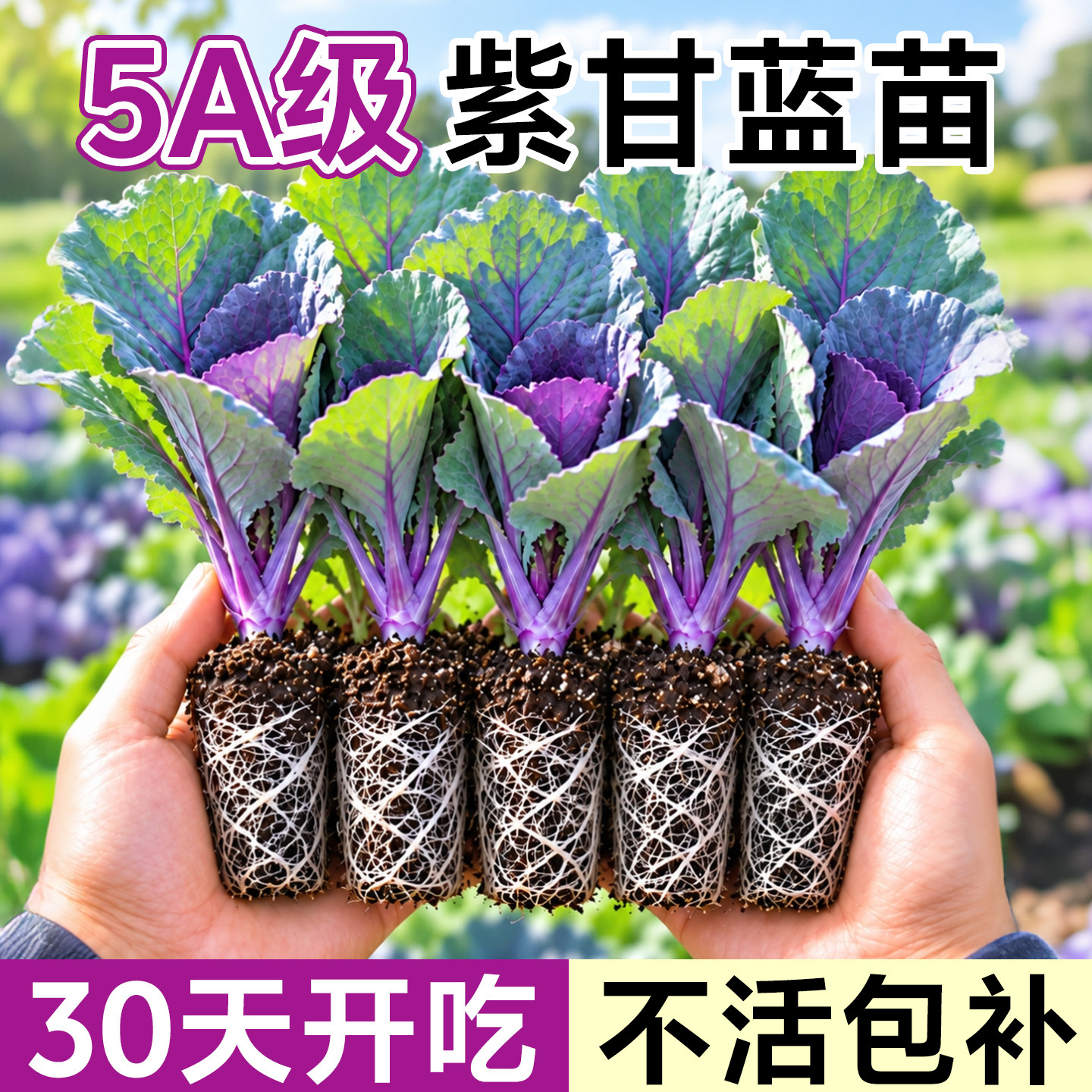 紫甘蓝羽衣甘蓝苗包菜秧苗带土有机蔬菜产地直发各种菜苗大全盆栽