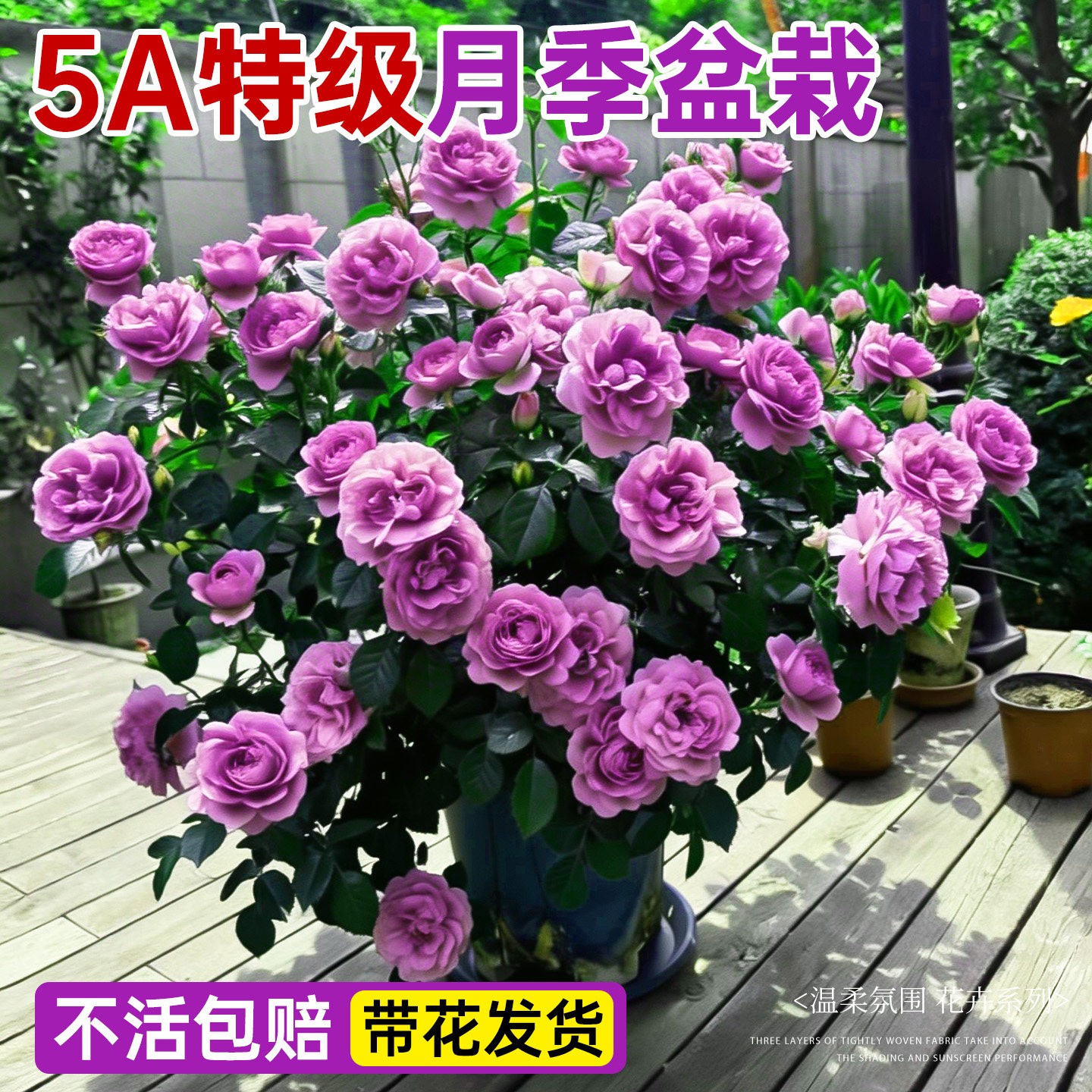 水王星月季花苗盆栽四季玫瑰花卉开花带花苞绿植物室内外好养易活