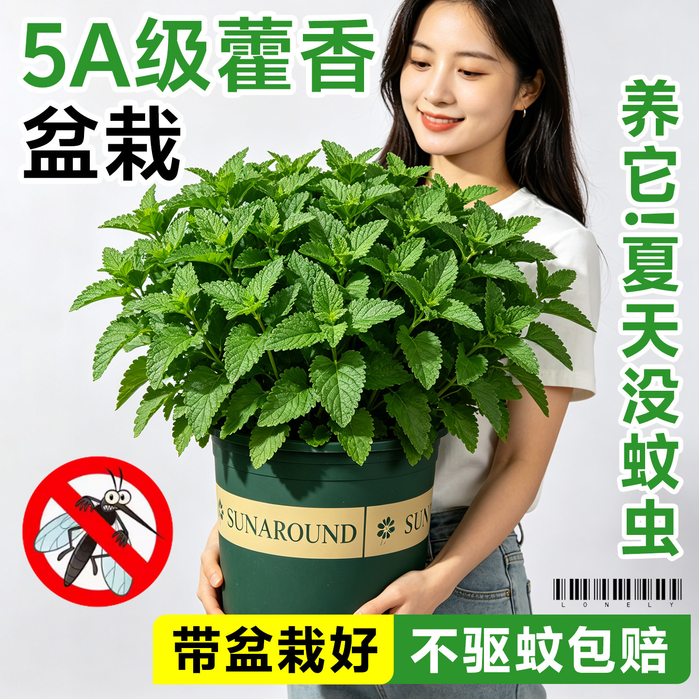 藿香盆栽可食用香叶绿植物庭院阳台种植原盆原土新鲜鱼香草蔬菜苗