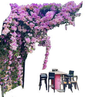 蒜香藤花苗驱蚊植物室外带花苞发货紫藤花爬藤大绿植盆栽花卉庭院