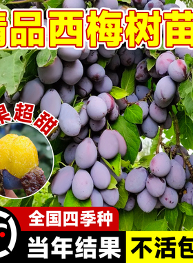 西梅树树苗盆栽室内外庭院果树果苗南方北方四季种植耐寒水果树苗