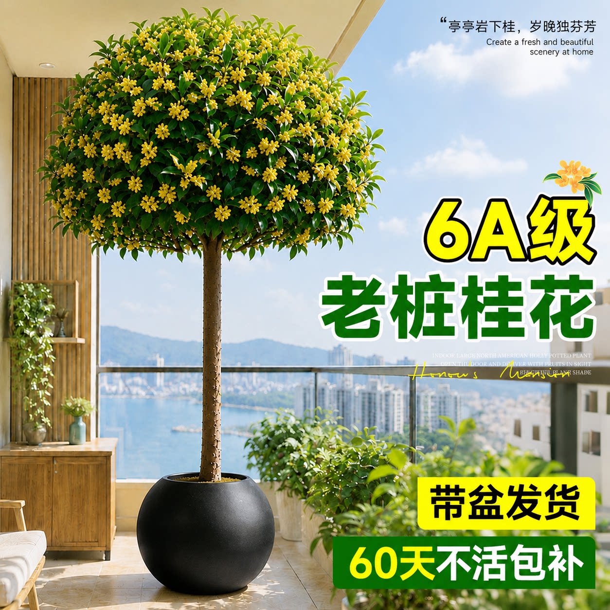 【不活包补】6A级桂花树四季开花图片