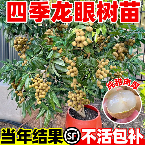 龙眼树大苗嫁接水果苗树桂圆树