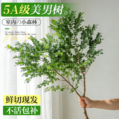 美男树水培植物鲜切枝条进口马醉木吊钟水养室内好养花卉绿植盆栽,鲜花速递/花卉仿真/绿植园艺,大型绿植/成品组合盆栽,淘宝优惠券,粉丝福利购,淘宝优惠卷