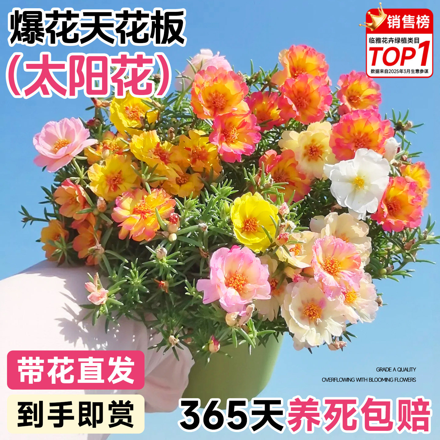 重瓣太阳花盆栽混色带根带土带花苞重瓣大花花苗室内好养易活