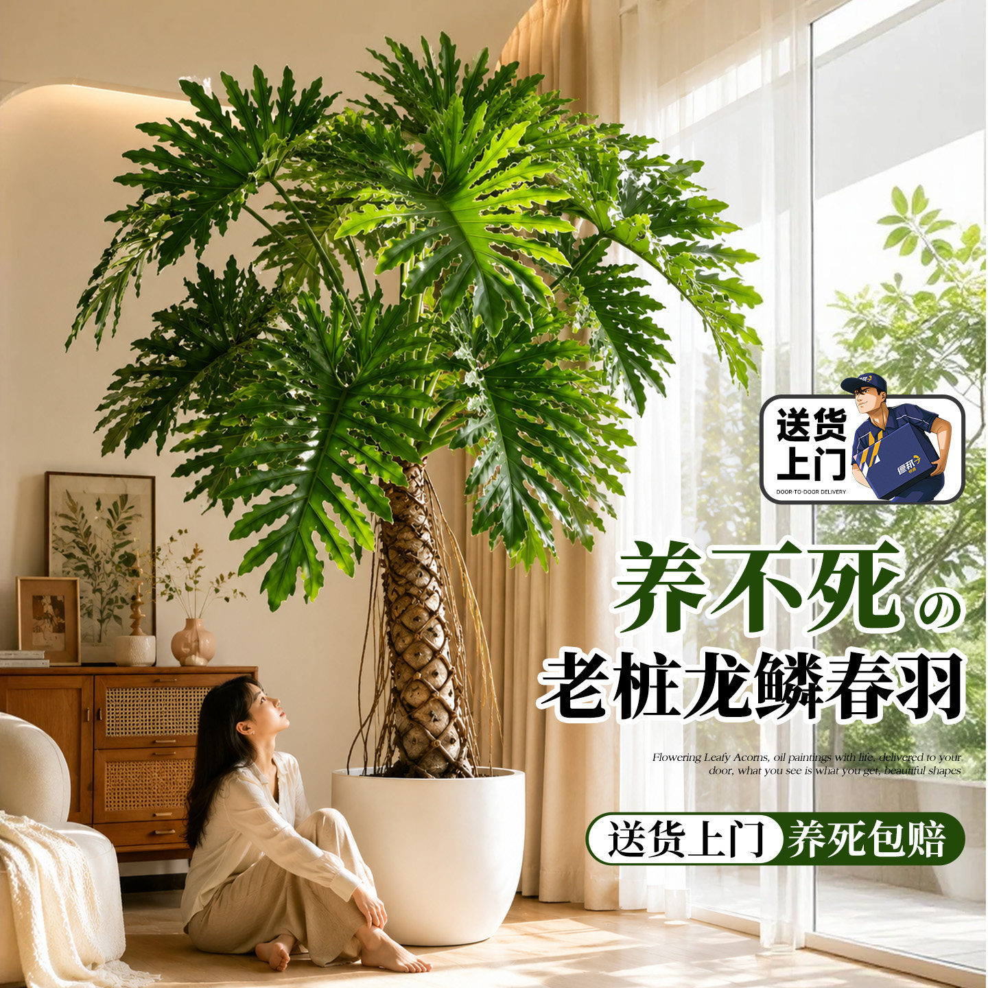 龙鳞春羽老桩室内大型盆栽客厅绿植高级感落地大号植物大气好养活