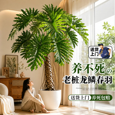 送货上门龙鳞春羽老桩大型绿植