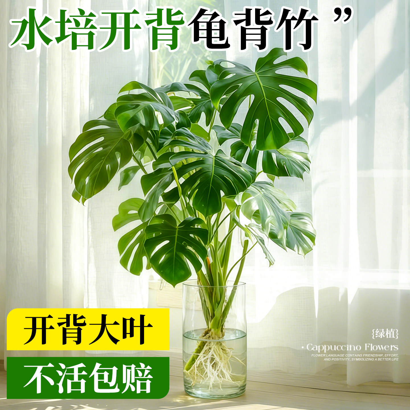 特级开背水培龟背竹大叶好养易活图片