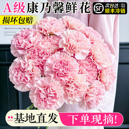 【次日达】康乃馨鲜花卉云南直发
