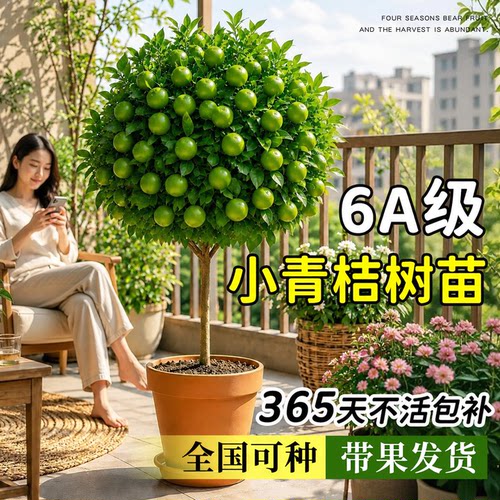 【四季结果】正宗海南小青桔