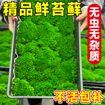 青苔苔藓鲜活微景观盆景造景材料