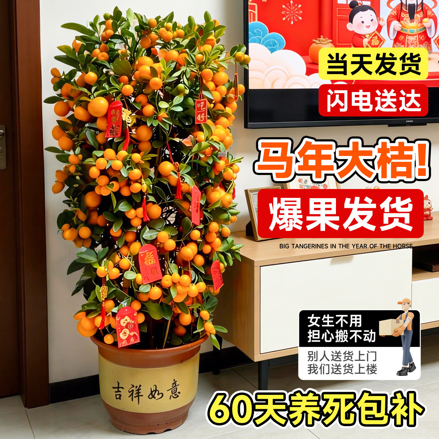 金桔树盆栽带果可食用年桔橘子树苗室内客厅新年绿植四季好养植物,鲜花速递/花卉仿真/绿植园艺,大型绿植/成品组合盆栽,淘宝优惠券,粉丝福利购,淘宝优惠卷