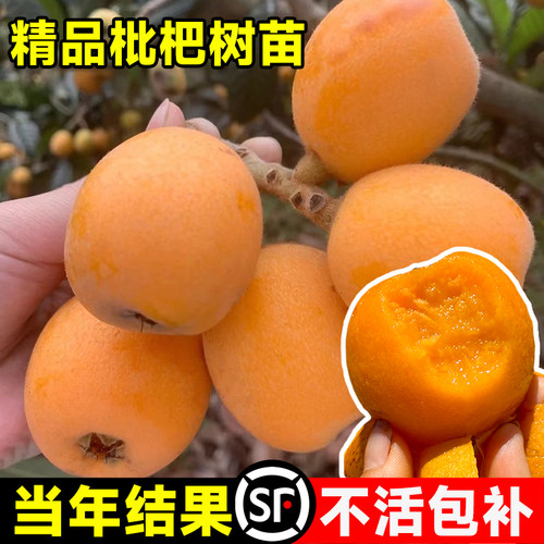 无核大枇杷树苗当年结果不活包赔