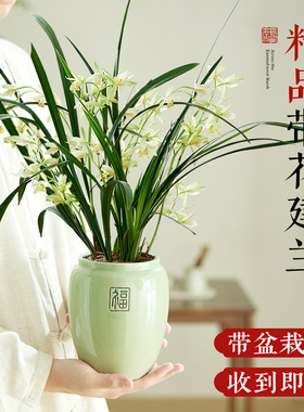 名贵兰花盆栽带花苞建兰系列室内阳台绿植浓香型花卉四季好养绿植