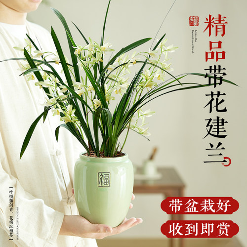 名贵兰花盆栽带花苞建兰系列室内阳台绿植浓香型花卉四季好养绿植 - 封面