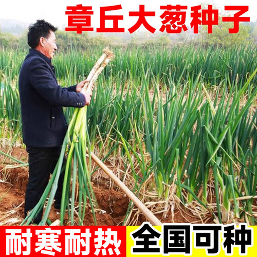 正宗铁杆大葱耐寒耐热东北也能种