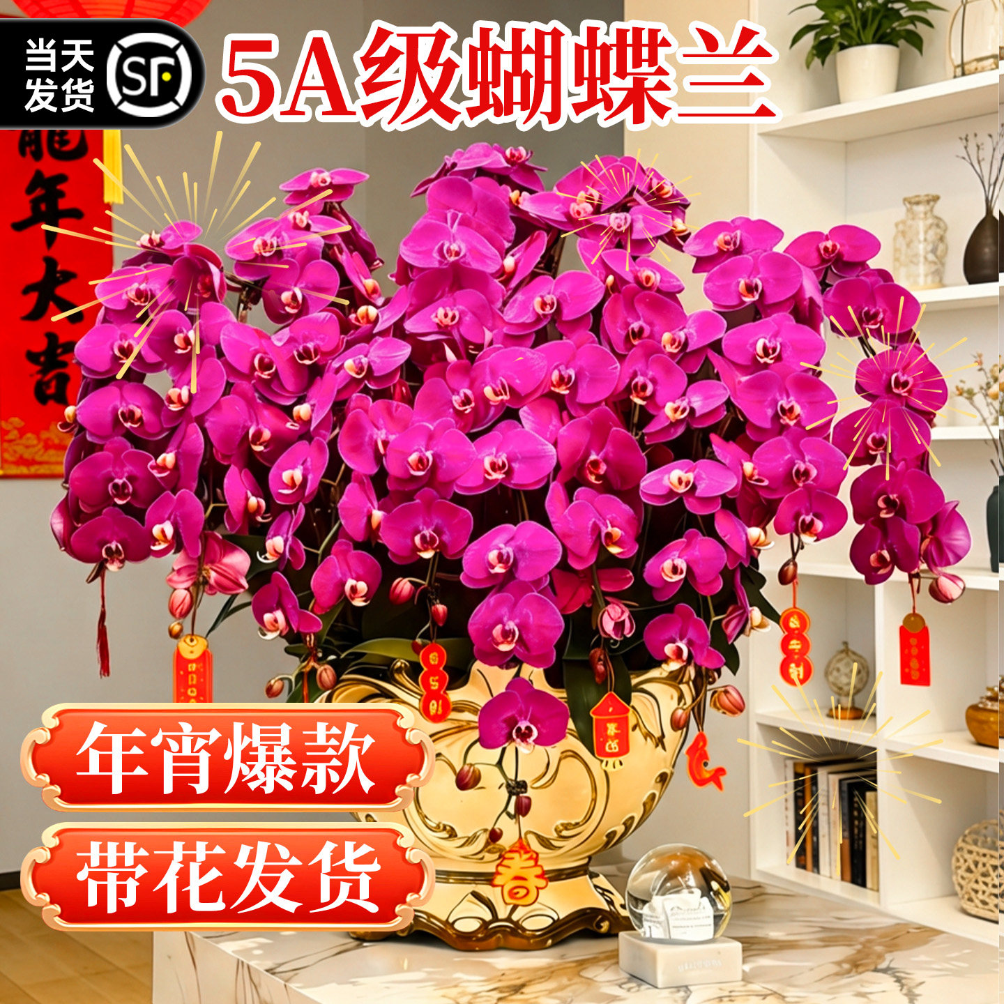 蝴蝶兰盆栽带花剑花苞兰花大苗四季花卉室内桌面好养绿植花卉易活,鲜花速递/花卉仿真/绿植园艺,时令草本花卉,淘宝优惠券,粉丝福利购,淘宝优惠卷