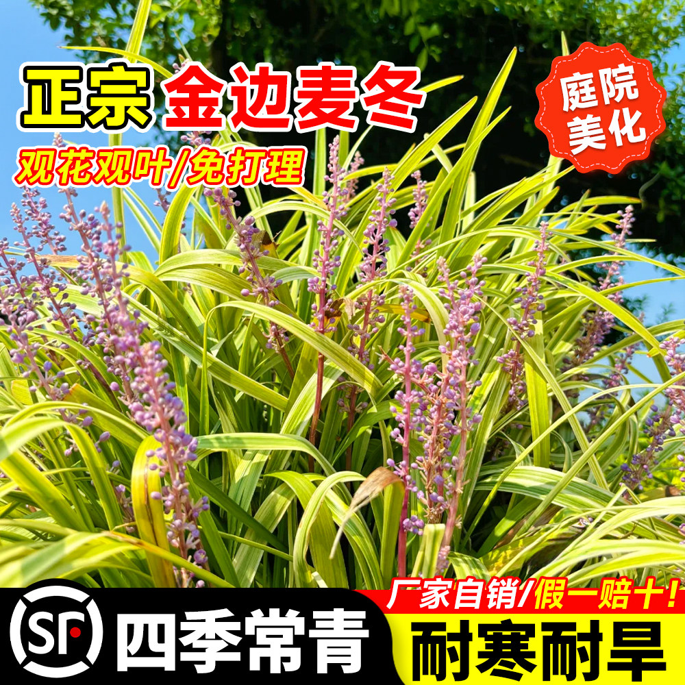 金边麦冬矮麦冬草四季常青玉龙草金边阔叶苗庭院绿化耐寒耐阴植物