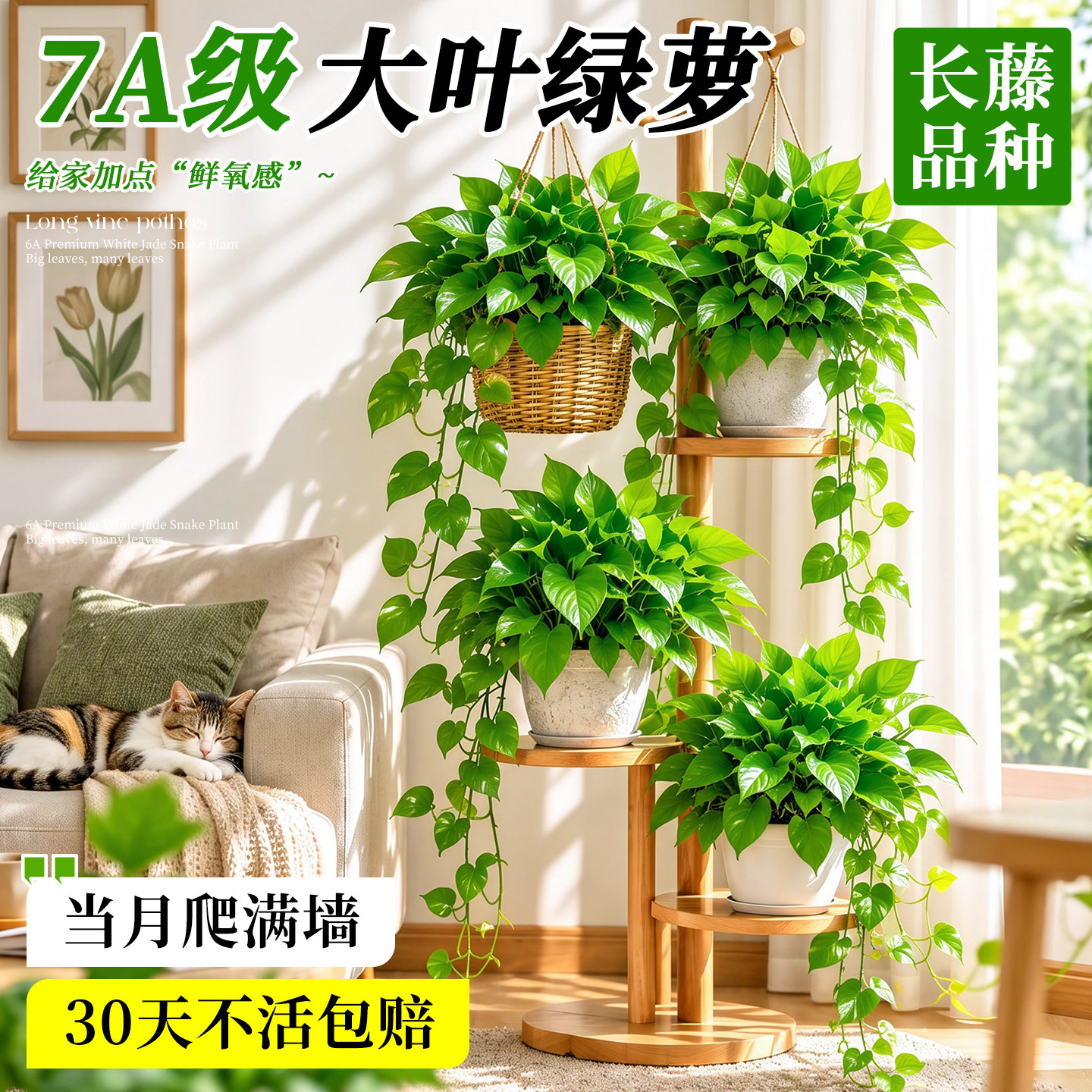 绿萝室内盆栽水培植物吸甲醛长藤客厅办公室桌面绿植净化空气好养