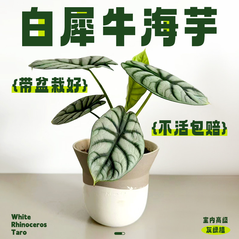 白犀牛海芋盆栽客厅办公室内桌面绿植好养活四季热带网红植物花卉