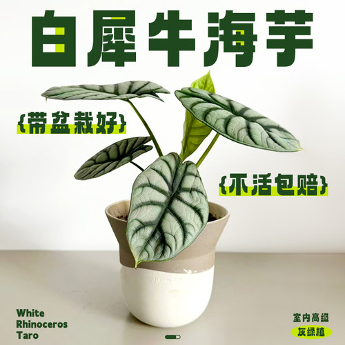 白犀牛海芋盆栽网红植物四季好养