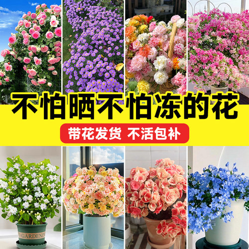 不怕晒不怕冻的花四季花卉大全三角梅盆栽庭院长寿花阳台室内植物