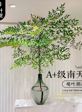 南天竹水培植物真树盆栽火焰南天竹室内客厅水养带根绿植落地造景