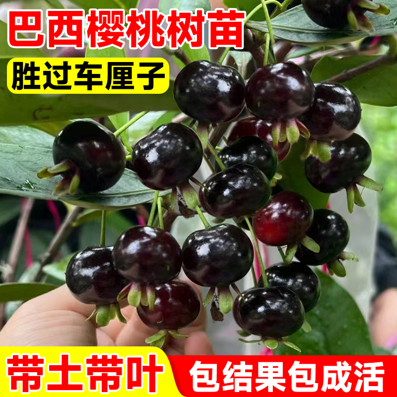 巴西樱桃树苖车厘子树苗正宗北方南方种植盆栽果树果苗矮化大樱桃