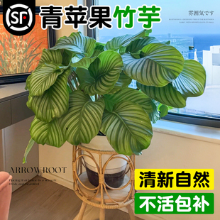 青苹果竹芋盆栽水培植物孔雀竹芋室内办公室桌面绿植四季好养易活