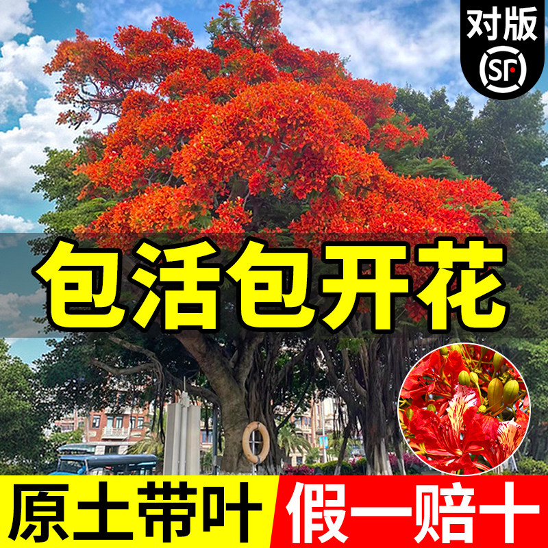 凤凰木树苗红花楹大树盆栽庭院名贵花树绿化植物院子风景树不落叶,鲜花速递/花卉仿真/绿植园艺,果树,淘宝优惠券,粉丝福利购,淘宝优惠卷