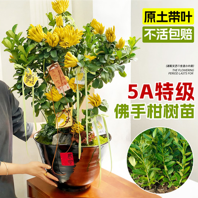 5A特级佛手树苗全国可种好养易活