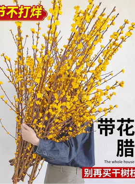 腊梅鲜花鲜切花客厅水养干枝蜡梅花卉年宵花懒人水培植物花束摆件