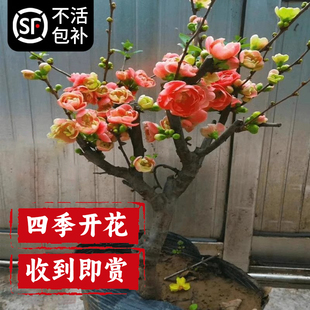 海棠花盆栽四季 开花树苗秋冬耐寒耐冻花卉室内植物花阳台老桩盆景