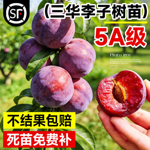 【包成活到结果】三华李子树苗