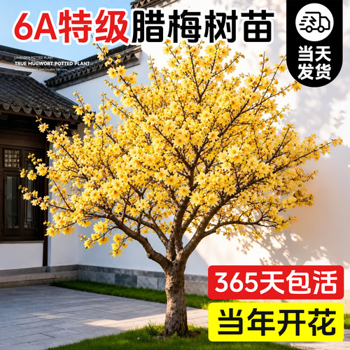 6A级腊梅花树开花爆满不活包补
