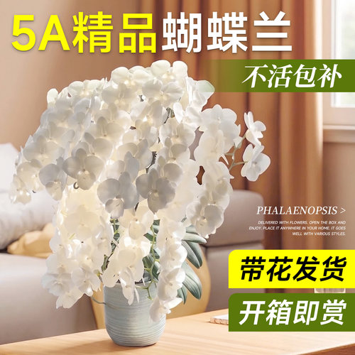 临雅5A特级蝴蝶兰带花发货