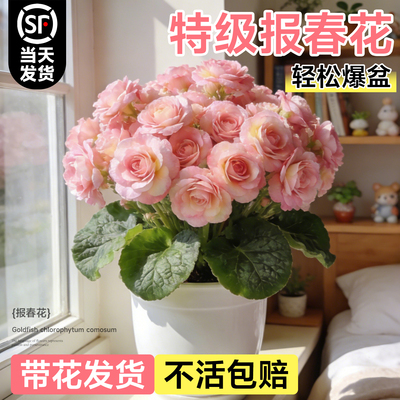 【带花发货】玫瑰报春花大苗盆栽