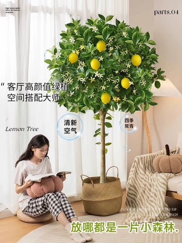 Парфюмерное лимонное дерево, зеленые растения в горшках, большие комнатные напольные растения для гостиной, балкон, подходят для всех сезонов, с фруктовыми цветами