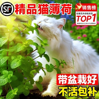 【貓咪愛吃的薄荷】可食用薄荷